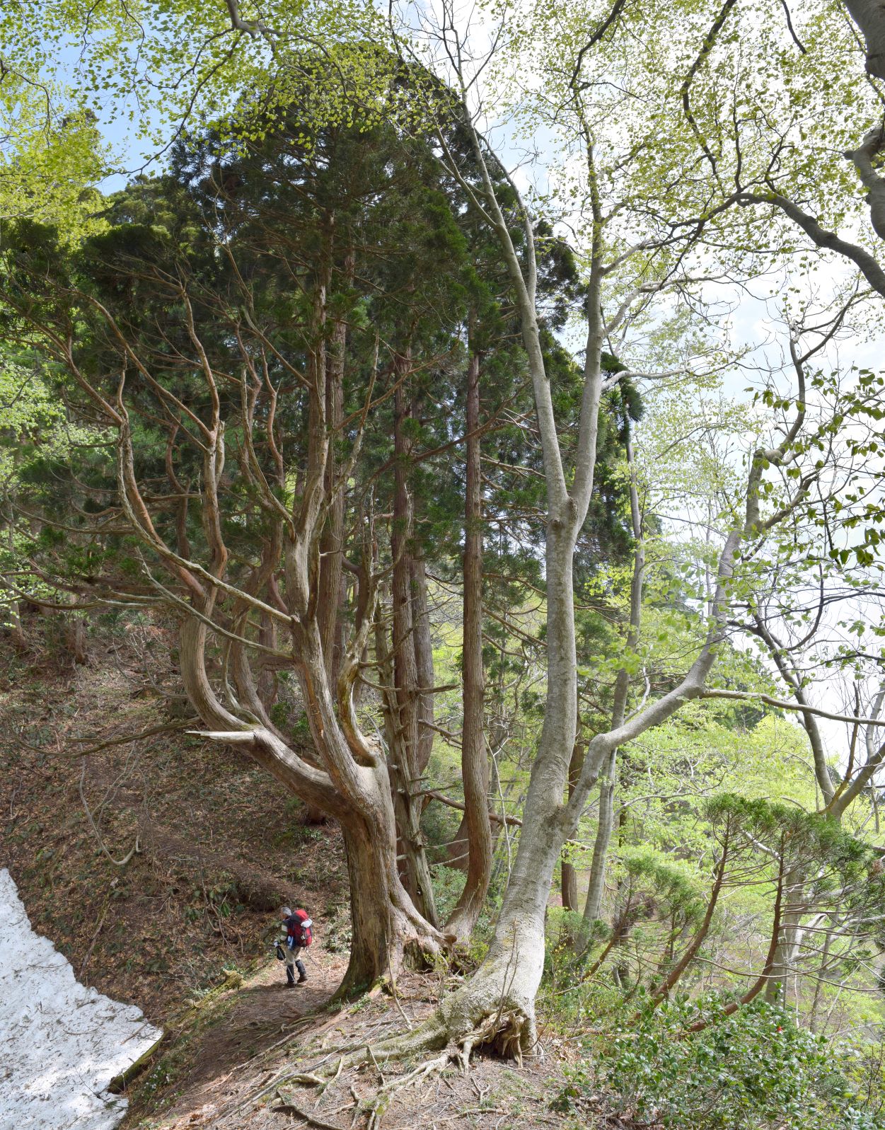 裏五頭登山道の巨木杉